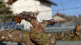 P1040644s.jpg